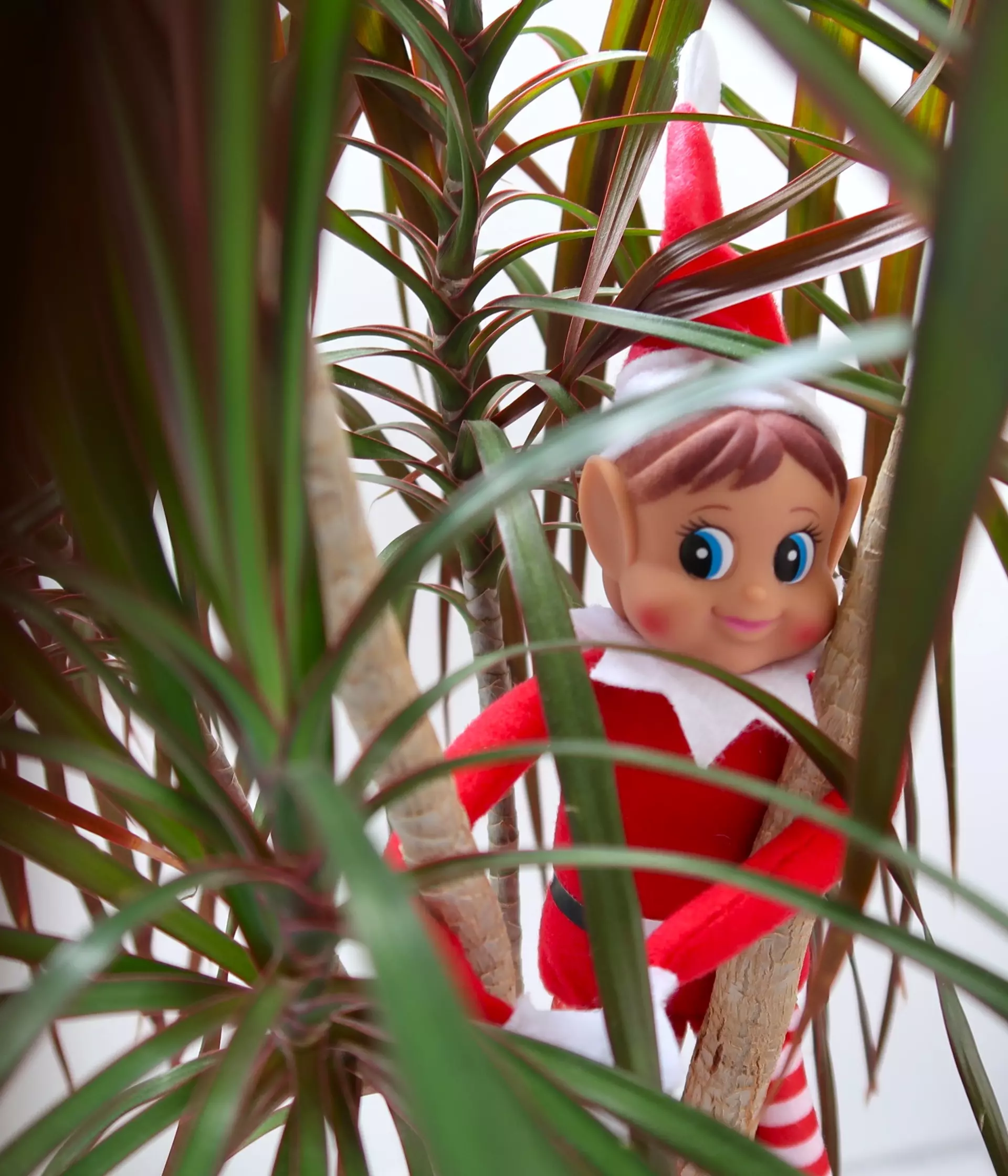 Animal themed Elf on the shelf Ideas Whipsnade Zoo